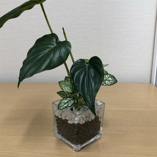 ★お値下げ★フェイクグリーン　ガラスポット観葉植物 JM4732...