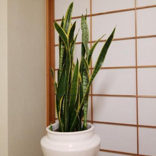 サンセベリア（鉢スタンド含めて床から約１５０センチ）