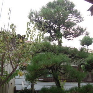 松　植木　樹高3ｍ　幹回り30ｃｍ　松の木