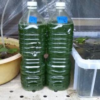 濃縮‼️生クロレラ水の出品です✨