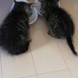 【決まりました】子猫２匹　元気です - 仙台市