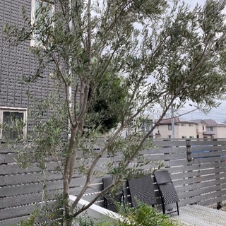 最終値下げ✩.*˚オリーブの木