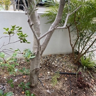 最終値下げ✩.*˚オリーブの木