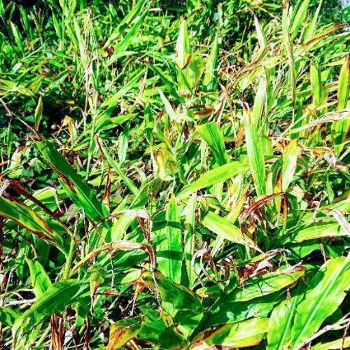 完売御礼 植えっぱなしみょうが苗 日陰で栽培できます ゆかまる 物井のその他の中古あげます 譲ります ジモティーで不用品の処分 完売御礼 植えっぱなしみょうが苗 日陰で栽培できます ゆかまる 物井のその他の中古あげます 譲ります ジモティーで不用品の処分