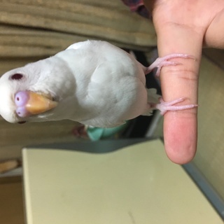 セキセイインコ好きな方　自慢のインコを見せ合いっこしませんか