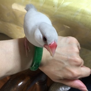 文鳥が逃げました