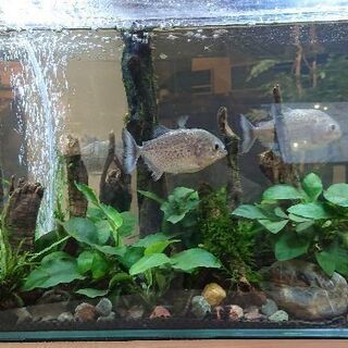 ウィローモス付流木 南米ウィローモス アク抜き済 アクアリウム 水草 熱帯魚 期間限定です ジモティーアクア 宮之阪のその他の中古あげます 譲ります ジモティーで不用品の処分