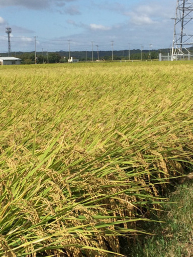 小野市農家のひのひかり 30kg  玄米