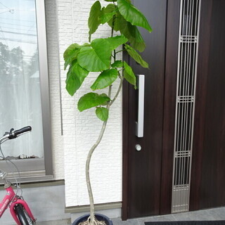 観葉植物　フィカス ウンベラータ？　高さ約160cm