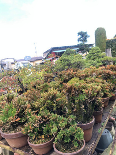 イワヒバ岩松100円 たくさんあります かずっち 西那須野のその他の中古あげます 譲ります ジモティーで不用品の処分