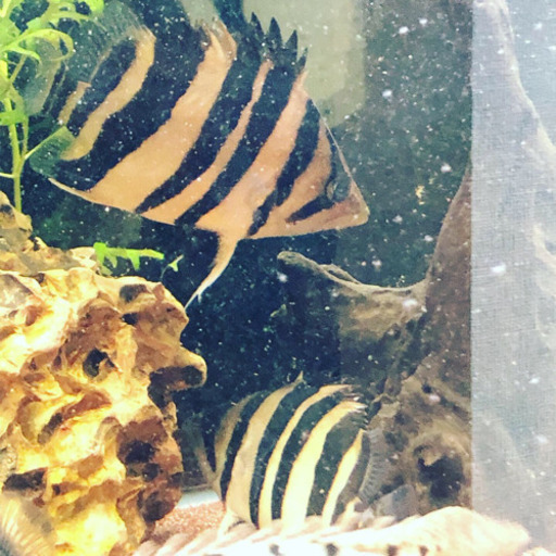 ダトニオプラスワン パーフェクトバンド 熱帯魚 生体