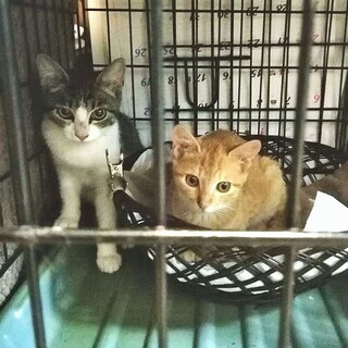 台風被害地区から保護してきた子猫兄妹