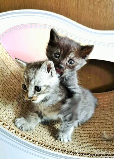 台風被害現場から保護したチビ猫兄妹1 5ヶ月 Catsandogs 早稲田の猫の里親募集 ジモティー 台風被害現場から保護したチビ猫兄妹1 5ヶ月 Catsandogs 早稲田の猫の里親募集 ジモティー