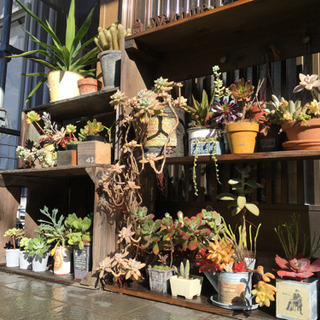 ムック様　多肉植物棚　TD-W80T ムック様 多肉植物棚 TD-W80T ムック様 多肉植物棚 TD-W80T ムック様