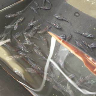 その他 改良品種メダカ 黒ラメレインボー 約50〜60匹 値下げ