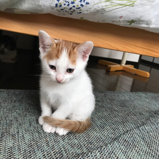 【急募】⚠2ヶ月子猫の飼い主さん探してます(兄弟は讓渡済)⚠