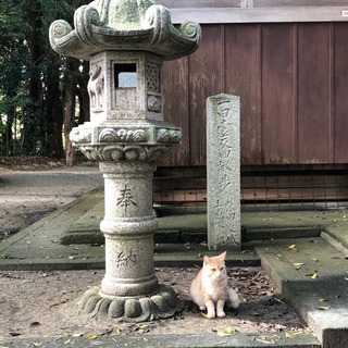 みんなで神社巡り⛩