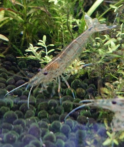 大きい ヤマトヌマエビ 多数購入で割引あり アクアリウム ジモティーアクア 宮之阪のその他の中古あげます 譲ります ジモティーで不用品の処分 大きい ヤマトヌマエビ 多数購入で割引あり アクアリウム ジモティーアクア 宮之阪のその他の中古あげます 譲ります ジモティーで不用品の処分