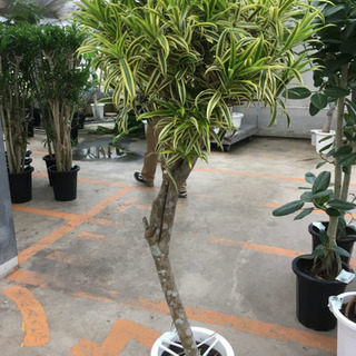 観葉植物 ソングオブインディア ドラセナ