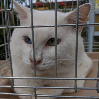 オッドアイのオス猫。 − 熊本県