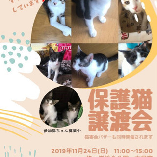 第５回保護猫譲渡会In山口県