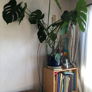 観葉植物 モンステラ 植物