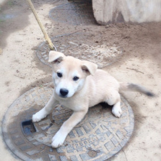 茨城県の譲り 犬の里親募集 ジモティー 茨城県の譲り 犬の里親募集 ジモティー