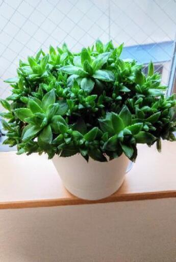 多肉植物ハオルチア 京の華錦 現品 鉢付き マサ 東京のその他の中古あげます 譲ります ジモティーで不用品の処分