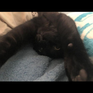 黒猫モーセ　2才　男の子