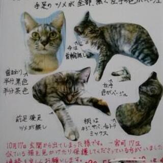 ウチの猫ちゃんを探しています。