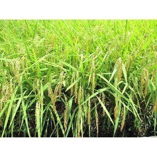 玄米30kg×5袋 奥出雲産コシヒカリ100％ まとめてお得！！ 【公式通販】