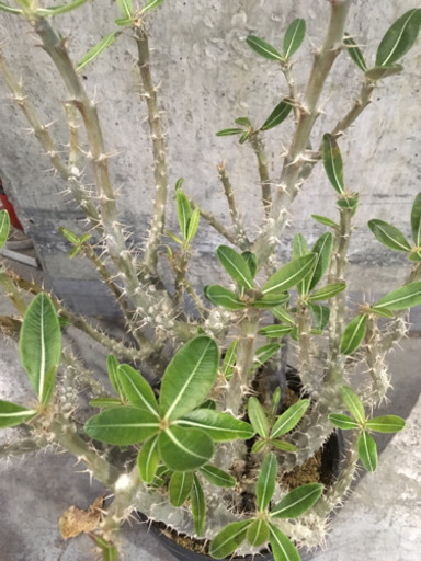 大阪府の生活雑貨 観葉植物 パキポジューム