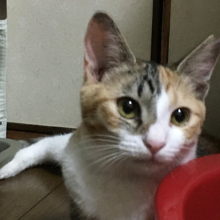 きれいな三毛猫 あきちゃん  ４～５ヶ月