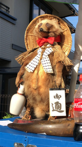 狸の剥製