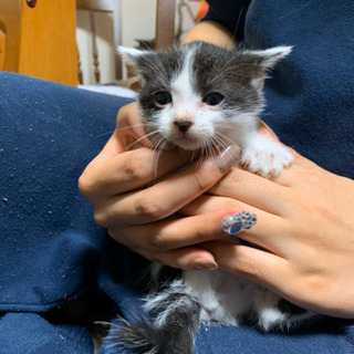 子猫の里親募集します しゃり 長野の猫の里親募集 ジモティー