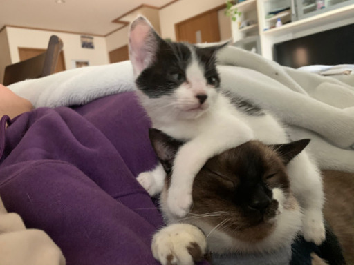 子猫の里親募集します しゃり 長野の猫の里親募集 ジモティー