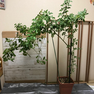 つるバラの中古が安い 激安で譲ります 無料であげます 6ページ目 ジモティー