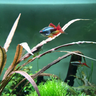 熱帯魚ロングフィンカージナルアカヒレ スーパーロングフィンタイプ 色キチ 富浦のその他の中古あげます 譲ります ジモティーで不用品の処分