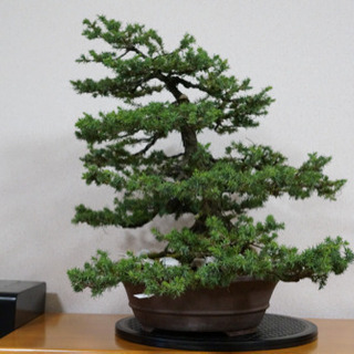 盆栽】杜松 模様木 中品サイズ