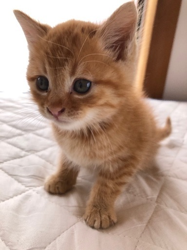 茶トラの生後3カ月 メス 10 27投稿の茶白オス子猫の兄妹です ねこ たま 富里の猫の里親募集 ジモティー