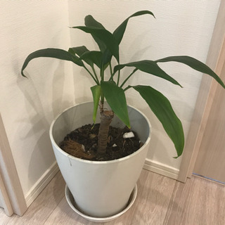 鉢付き観葉植物　インテリアプランツ