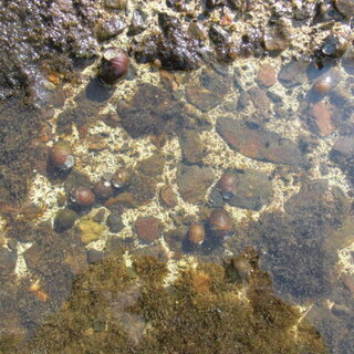 石巻貝 10匹 50匹 A水槽のコケ取り掃除屋です メダカ タニシ めだか 金魚 水草 モト 豊橋のその他の中古あげます 譲ります ジモティーで不用品の処分 石巻貝 10匹 50匹 A水槽のコケ取り掃除屋です メダカ タニシ めだか 金魚 水草 モト 豊橋のその他の中古あげます 譲ります ジモティーで不用品の処分