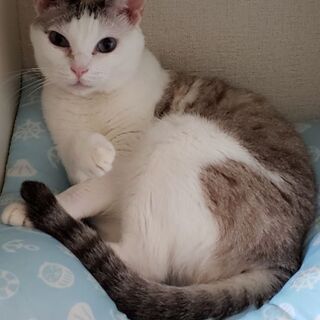 猫の譲渡会　明石　うみねこ　プロジェクト - 明石市