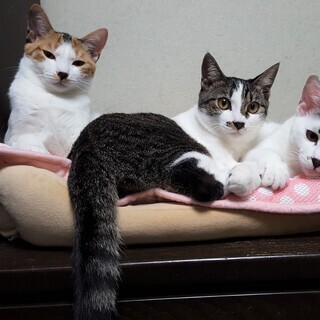 3姉妹 白キジ 女の子 里親さん募集 立川 - 猫