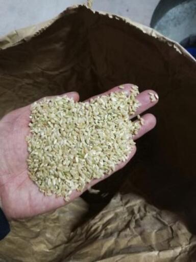 令和元年産ヒノヒカリくず米30キロ精米済 デボラー 早岐の食品の中古あげます 譲ります ジモティーで不用品の処分 令和元年産ヒノヒカリくず米30キロ精米済 デボラー 早岐の食品の中古あげます 譲ります ジモティーで不用品の処分