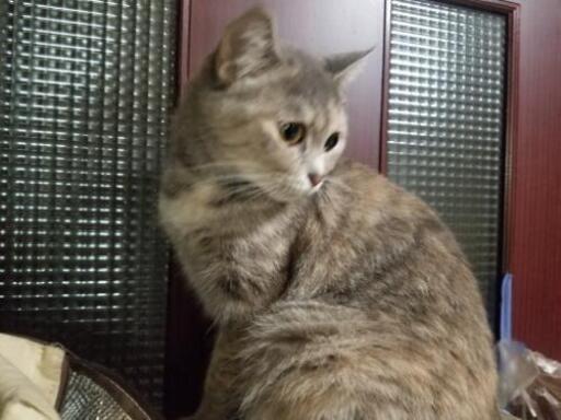 ブリティッシュショートヘアと茶トラのミックス あやね 西小倉の猫の里親募集 ジモティー