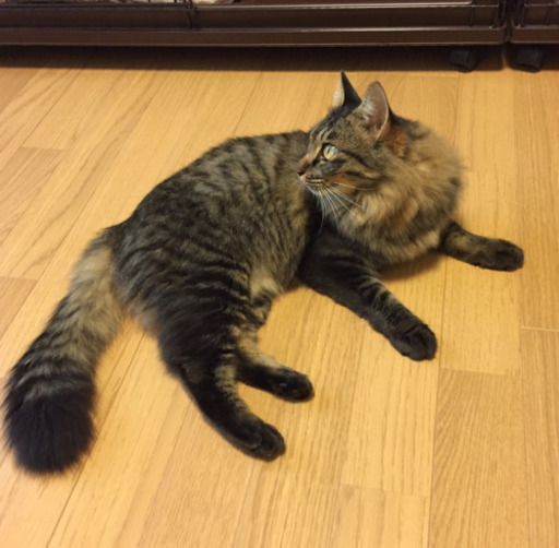 ノルウェージャンフォレストキャット メインクーン風 とっても賢く甘えん坊な女の子 むー 前橋の猫の里親募集 ジモティー ノルウェージャンフォレストキャット メインクーン風 とっても賢く甘えん坊な女の子 むー 前橋の猫の里親募集 ジモティー