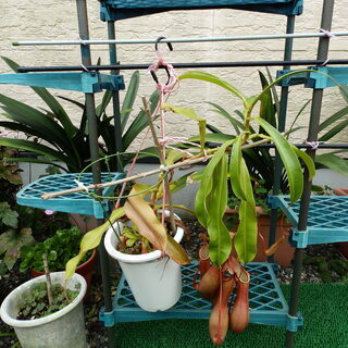 静岡県の中古ペットシｰト その他が無料 格安で買える ジモティー