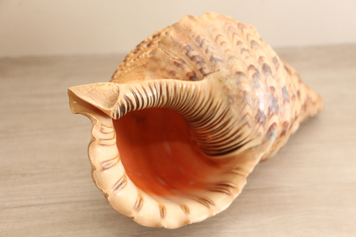 法螺貝　34cm 魔除け　インテリア 法螺貝 34cm 魔除け インテリア Amazon.co.jp: 法螺貝 ホラ貝