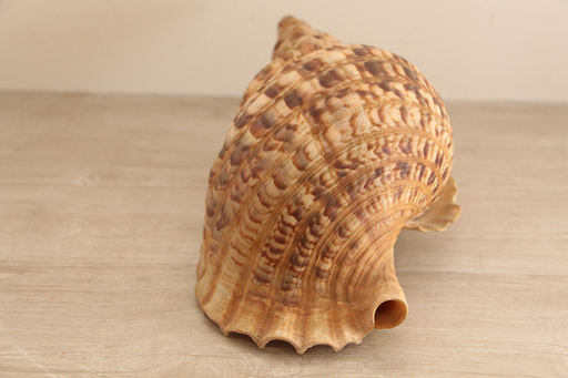 法螺貝 ホラ貝 超特大 34センチ アンティーク コレクション 魔除け